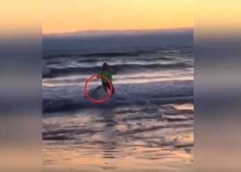 13-latka robiła selfie w morzu. Zaatakował ją lew morski [WIDEO]