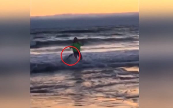 13-latka robiła selfie w morzu. Zaatakował ją lew morski [WIDEO]