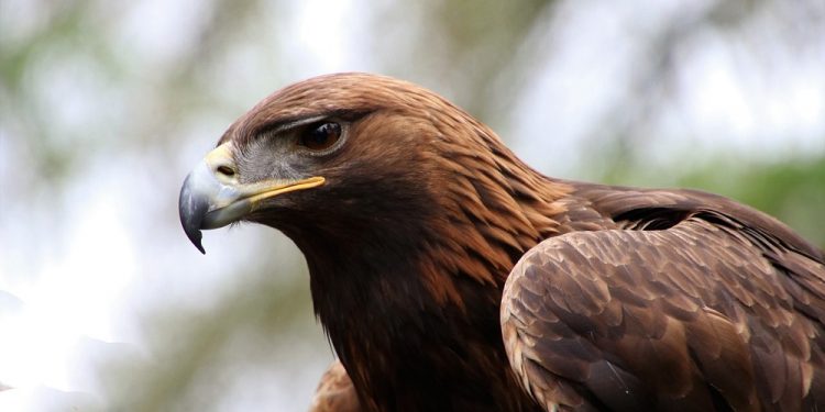 Dziesięć orłów przednich opuści gniazda w Karpatach