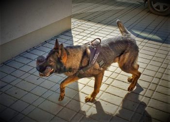 Pies wytropił imigrantów. Ukrywali się na mokradłach