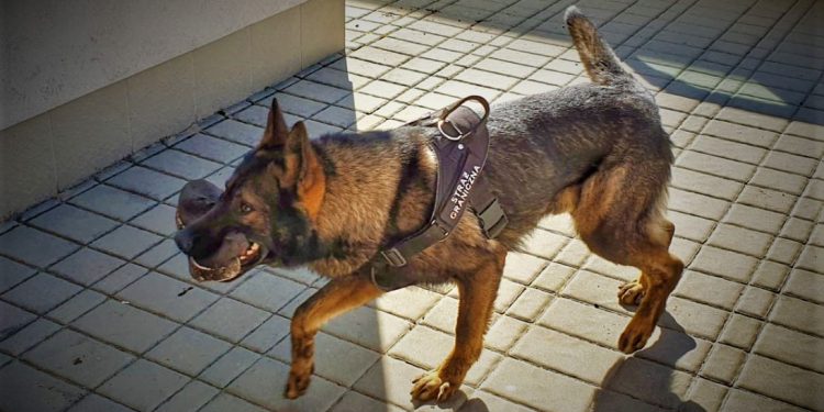 Pies wytropił imigrantów. Ukrywali się na mokradłach