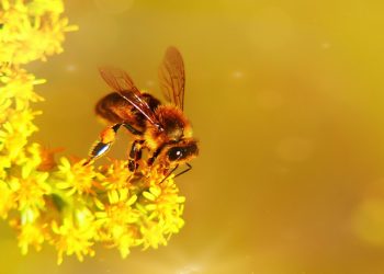 pszczół