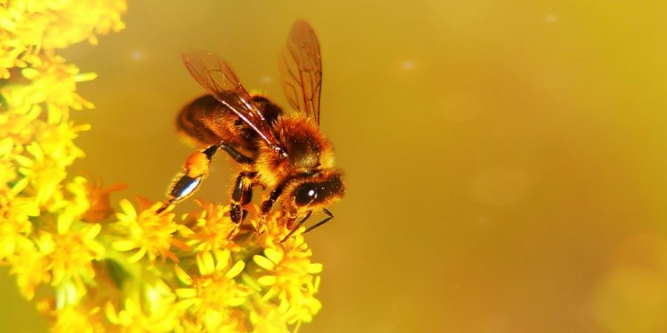 pszczół