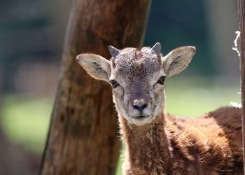 Myśliwi organizują konkurs na zabicie najmocniejszego samca sarny. Zareagowała dziennikarka Polsatu