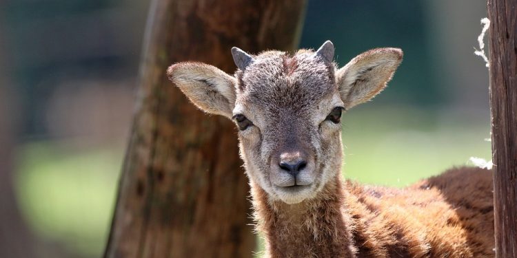 Myśliwi organizują konkurs na zabicie najmocniejszego samca sarny. Zareagowała dziennikarka Polsatu