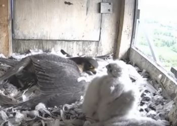 Lublin: Sokół poluje na gołębie pocztowe. Hodowcy stracili ponad 128 tys. zł