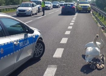 Zachodniopomorskie: Policjanci uratowali życie łabędziej rodzinie