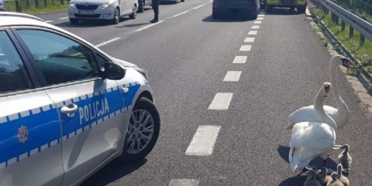 Zachodniopomorskie: Policjanci uratowali życie łabędziej rodzinie