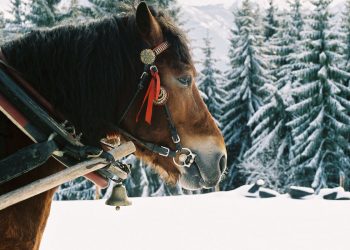 Zakopane: Koń kopnął 7-letnią dziewczynkę w twarz. Opiekun zwierzęcia był nietrzeźwy