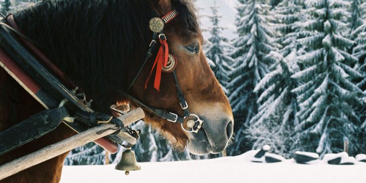 Zakopane: Koń kopnął 7-letnią dziewczynkę w twarz. Opiekun zwierzęcia był nietrzeźwy