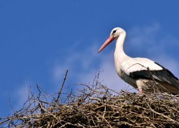 Szokujące zdjęcie bociana. Ekspert tłumaczy [FOTO]