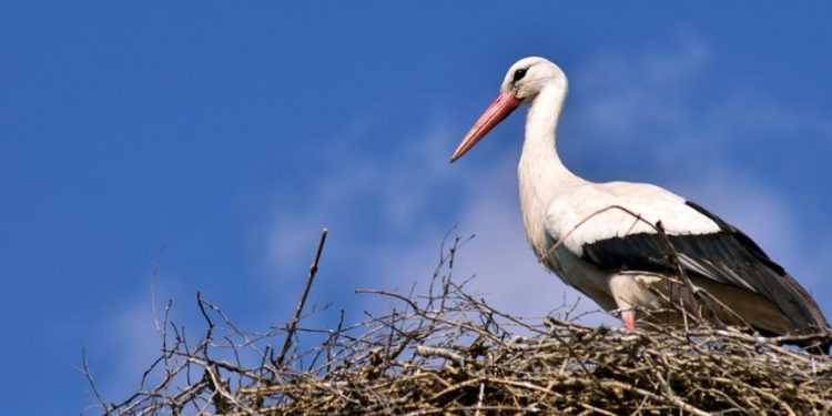 Szokujące zdjęcie bociana. Ekspert tłumaczy [FOTO]