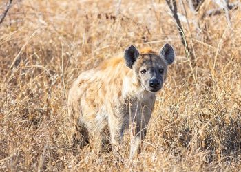 Hiena grasuje w Zgierzu? Straż Miejska otrzymała zgłoszenia