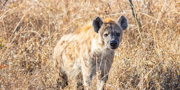 Hiena grasuje w Zgierzu? Straż Miejska otrzymała zgłoszenia