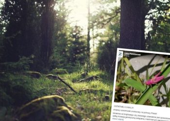 Lasy Państwowe zachwycone fioletowym konikiem polnym. „Łatwiej wygrać w totka”