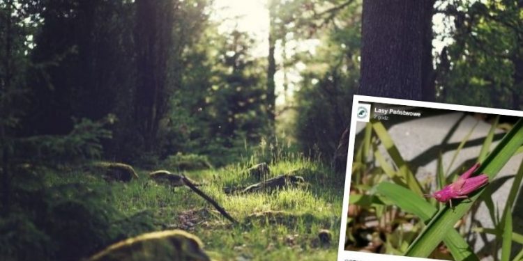 Lasy Państwowe zachwycone fioletowym konikiem polnym. „Łatwiej wygrać w totka”