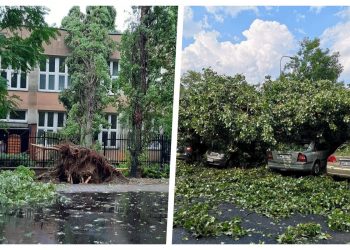 Dramatyczne skutki nawałnicy nad Warszawą. Powalone drzewa i „wet microbust” [FOTO]