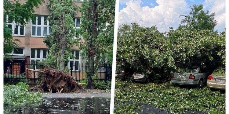 Dramatyczne skutki nawałnicy nad Warszawą. Powalone drzewa i „wet microbust” [FOTO]