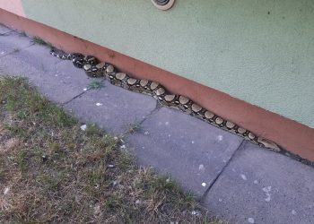 Łódź: Dwumetrowy boa dusiciel pod blokiem. Interweniował patrol Straży Miejskiej