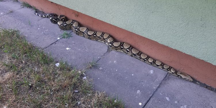 Łódź: Dwumetrowy boa dusiciel pod blokiem. Interweniował patrol Straży Miejskiej