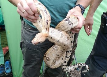 Boa dusiciel na kempingu pod Gdańskiem. Groza wśród turystów