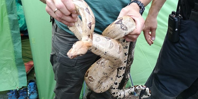 Boa dusiciel na kempingu pod Gdańskiem. Groza wśród turystów