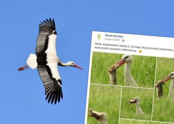 Bocian przyłapany z zajączkiem w dziobie. Ekspert zareagował na zdjęcie
