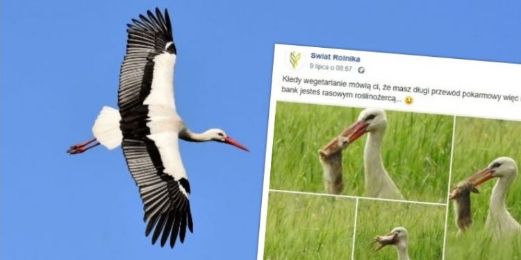 Bocian przyłapany z zajączkiem w dziobie. Ekspert zareagował na zdjęcie