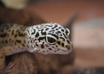 Zjadł gekona, by zaimponować znajomym. Mężczyzna nie żyje