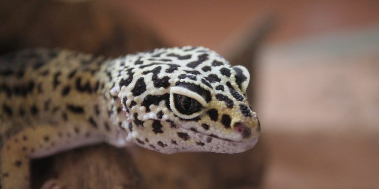 Zjadł gekona, by zaimponować znajomym. Mężczyzna nie żyje