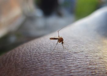 Meszki nie są tak niebezpieczne, jak komary czy kleszcze. Naukowiec wyjaśnia