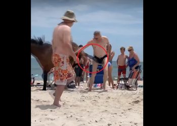 Koń zaatakował turystę na plaży. Nagranie trafiło do sieci [WIDEO]