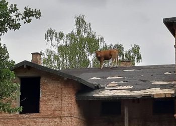 Krowa na dachu dwupiętrowego budynku. Akcja strażaków