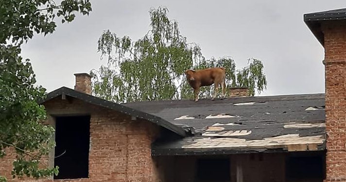 Krowa na dachu dwupiętrowego budynku. Akcja strażaków