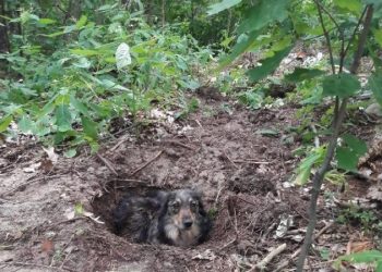 Pies zakopany żywcem w lesie. Policja prosi o pomoc