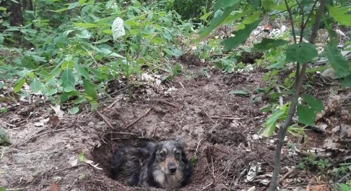 Pies zakopany żywcem w lesie. Policja prosi o pomoc