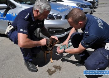 Policjanci odnaleźli psa zaginionego podczas tragicznego wypadku na S3