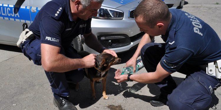 Policjanci odnaleźli psa zaginionego podczas tragicznego wypadku na S3
