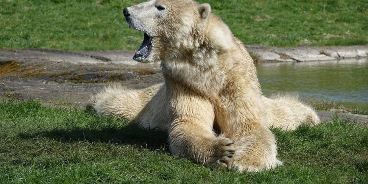 Zwierzęta nie nadążają z dostosowaniem się do zmian klimatu