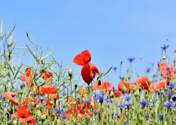 W Łodzi łąki zastąpią trawniki. Wszystko po to, by walczyć ze smogiem
