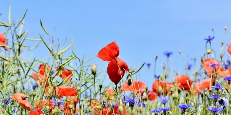 W Łodzi łąki zastąpią trawniki. Wszystko po to, by walczyć ze smogiem