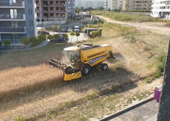 Żniwa pomiędzy blokami. Nagranie z Lublina hitem sieci
