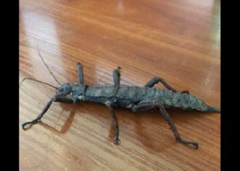 Straszyk nowogwinejski na klatce schodowej w Łodzi [FOTO]