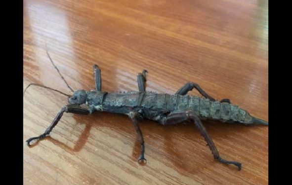 Straszyk nowogwinejski na klatce schodowej w Łodzi [FOTO]