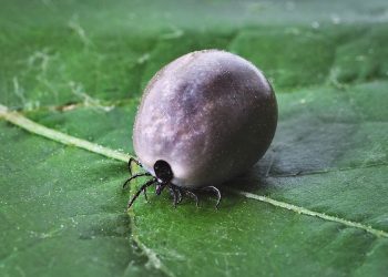 Nowy gatunek kleszczy dotarł do Polski. Przenosi bardzo groźne choroby!