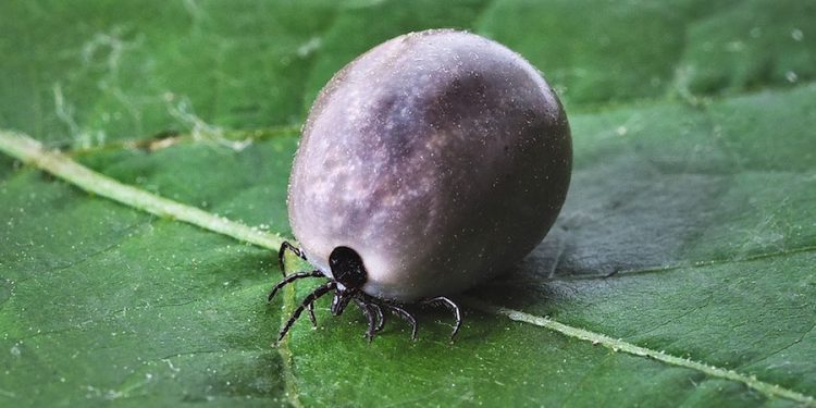 Nowy gatunek kleszczy dotarł do Polski. Przenosi bardzo groźne choroby!