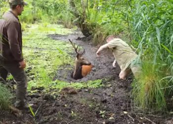 Uratowali jelenia z bagna. Leśnicy nagrali akcję [WIDEO]