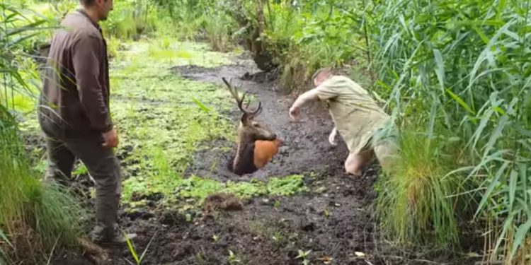 Uratowali jelenia z bagna. Leśnicy nagrali akcję [WIDEO]