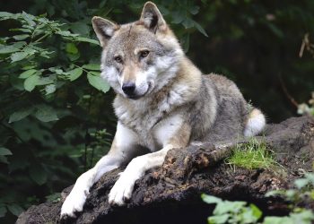 Wilk zastrzelony przez kłusowników. Osierocił młode