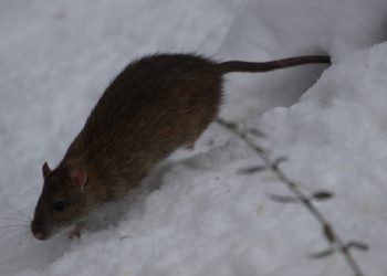 Warszawa zmaga się z plagą… szczurów. Mieszkańcy przerażeni, gryzonie wchodzą do mieszkań!